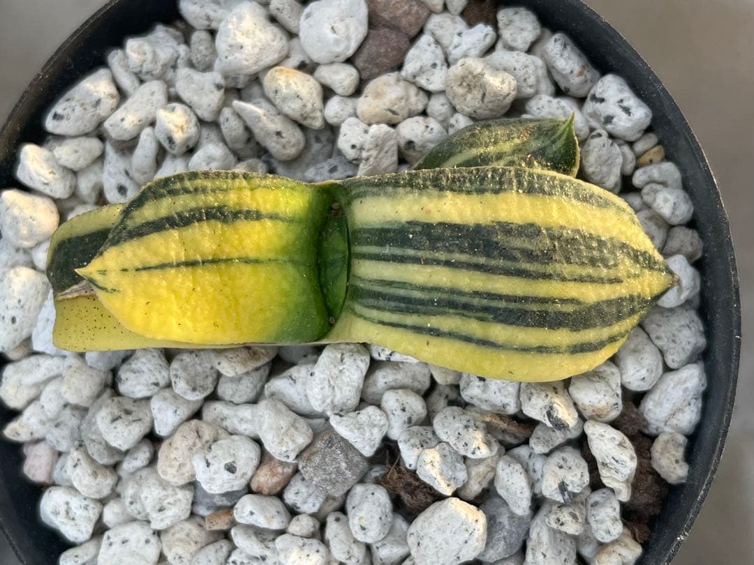 ガステリア 臥牛錦 3点セット - メルカリ