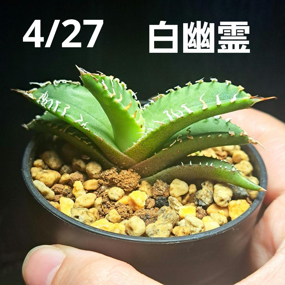 Top【選抜株】多肉植物 19157アイスランディック コフィー 36個 鉢無し