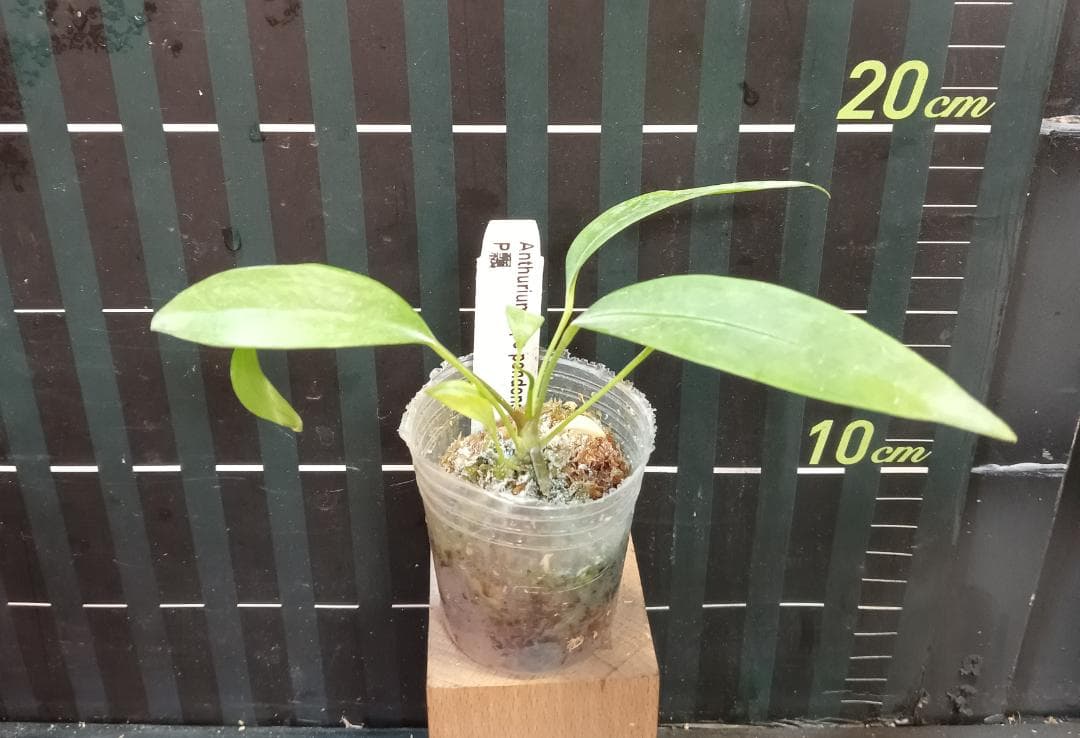 アンスリウム ペンデンス Anthurium type pendens JA - メルカリ