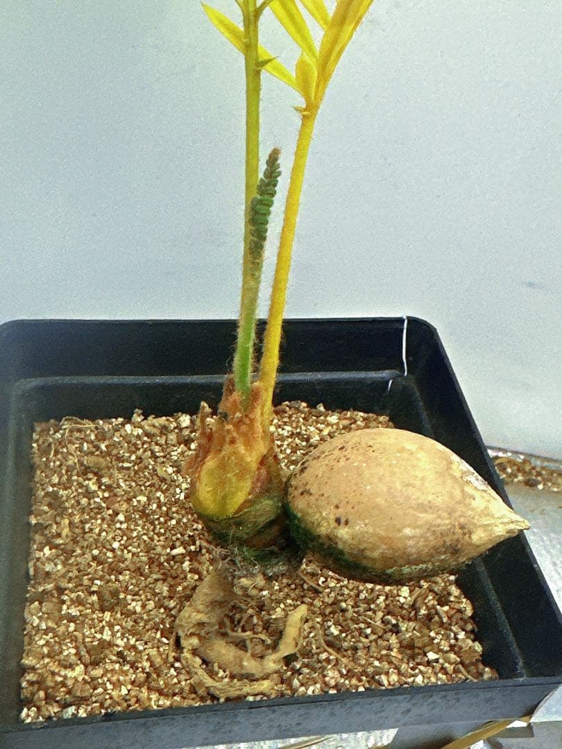 B284黄色の羽状葉の観葉植物、ソテツ錦、稀有株 - メルカリ