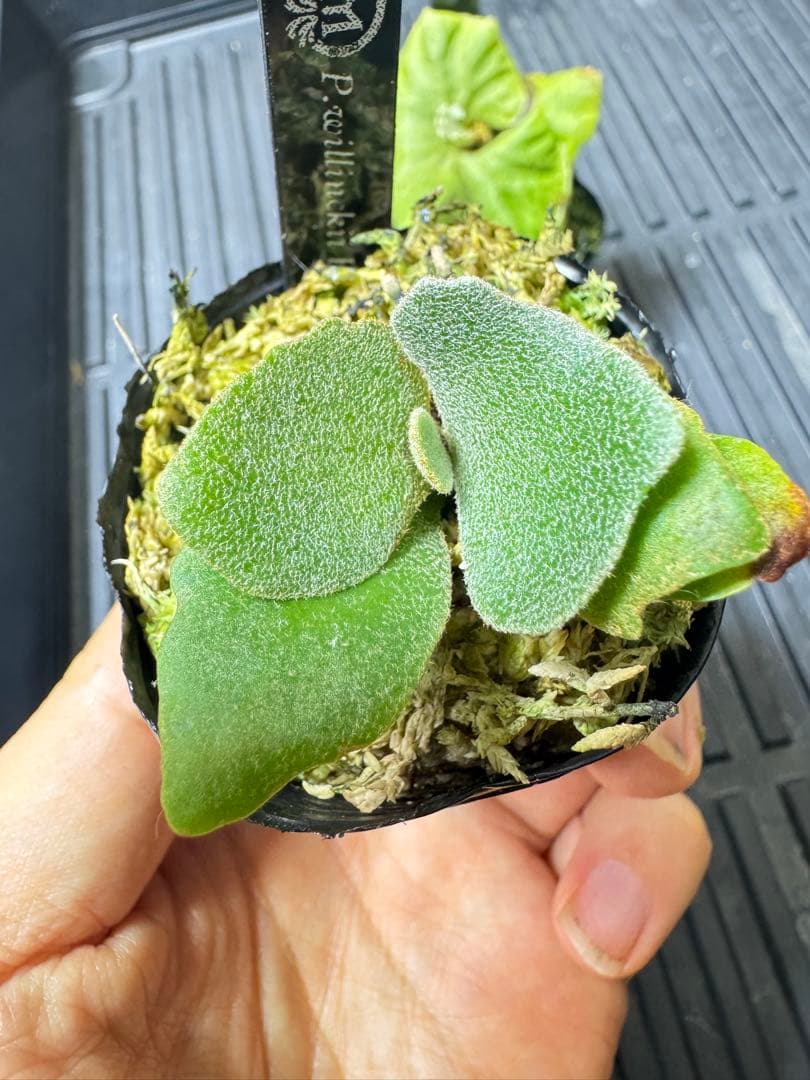 willinckii Fly dwarf 確定 オマケ付き