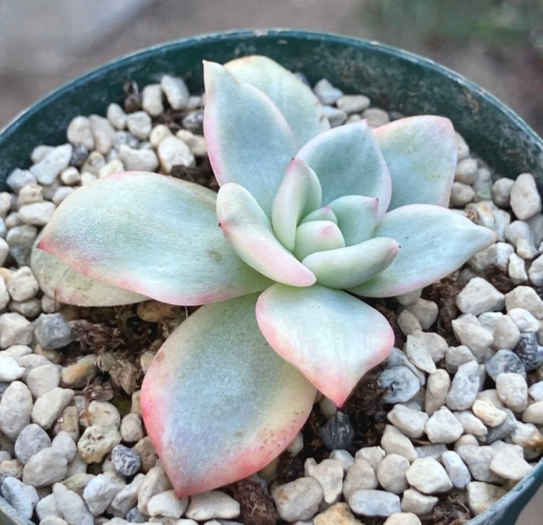 多肉植物 アリエル錦 抜き苗