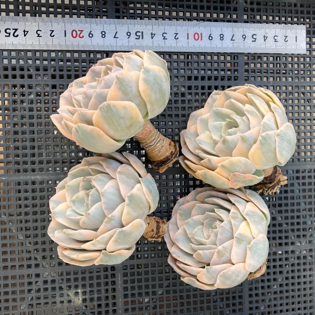 エケベリア 韓国苗 大苗 マケベニア錦 多肉植物 ポコ多肉 - メルカリ