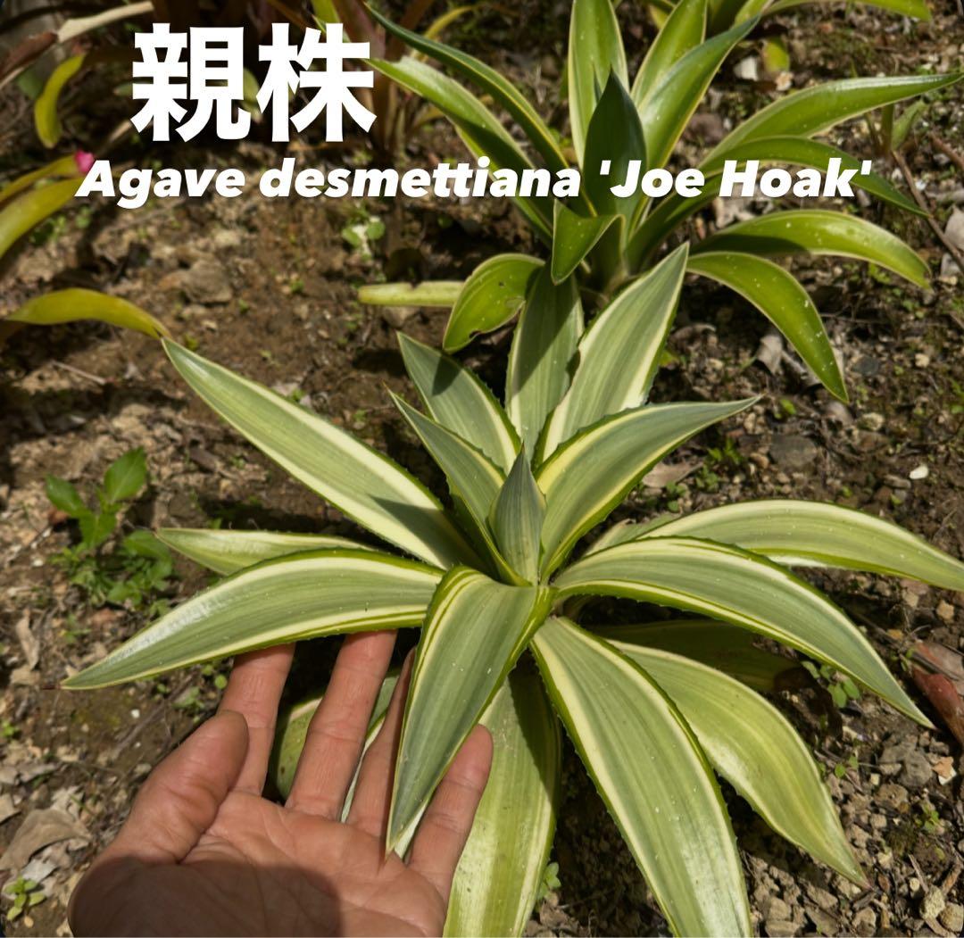 Agave desmettiana Joe Hoakアガベ ジョーホーク 子株 - メルカリ