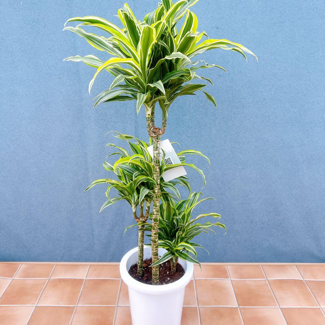 現品 ドラセナ レモンサプライズ 31番 観葉植物 希少 斑入り ドライ