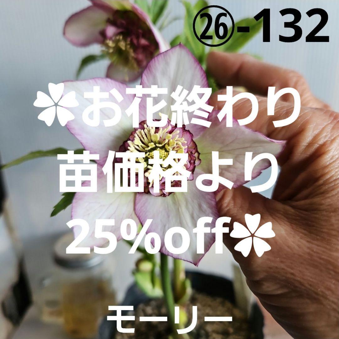 ✿㉖-132クリスマスローズ 2026.1.25 Hobby Gardening February 2026 issue features Christmas