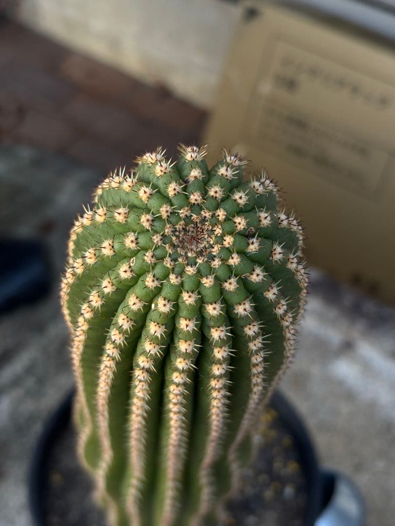 開花株】多肉植物 花サボテン 河岸 - メルカリ