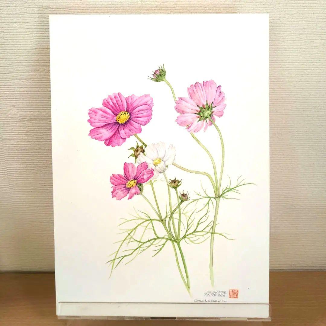 水彩画(コスモス②) 原画 マット無し - メルカリ