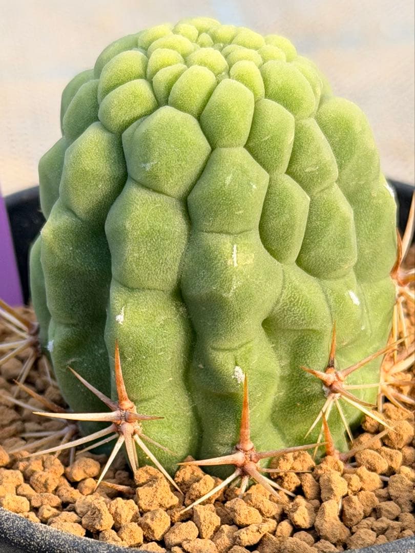 トリコケレウス 羅漢丸 希少種 カキコ - メルカリ