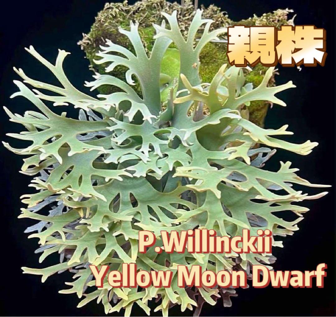 ビカクシダP.Antler Crown spore (YMDS)#2 - メルカリ