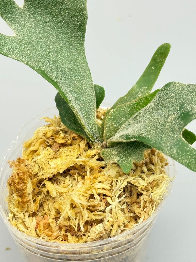 ビカクシダP.Antler Crown spore (YMDS)#2 - メルカリ