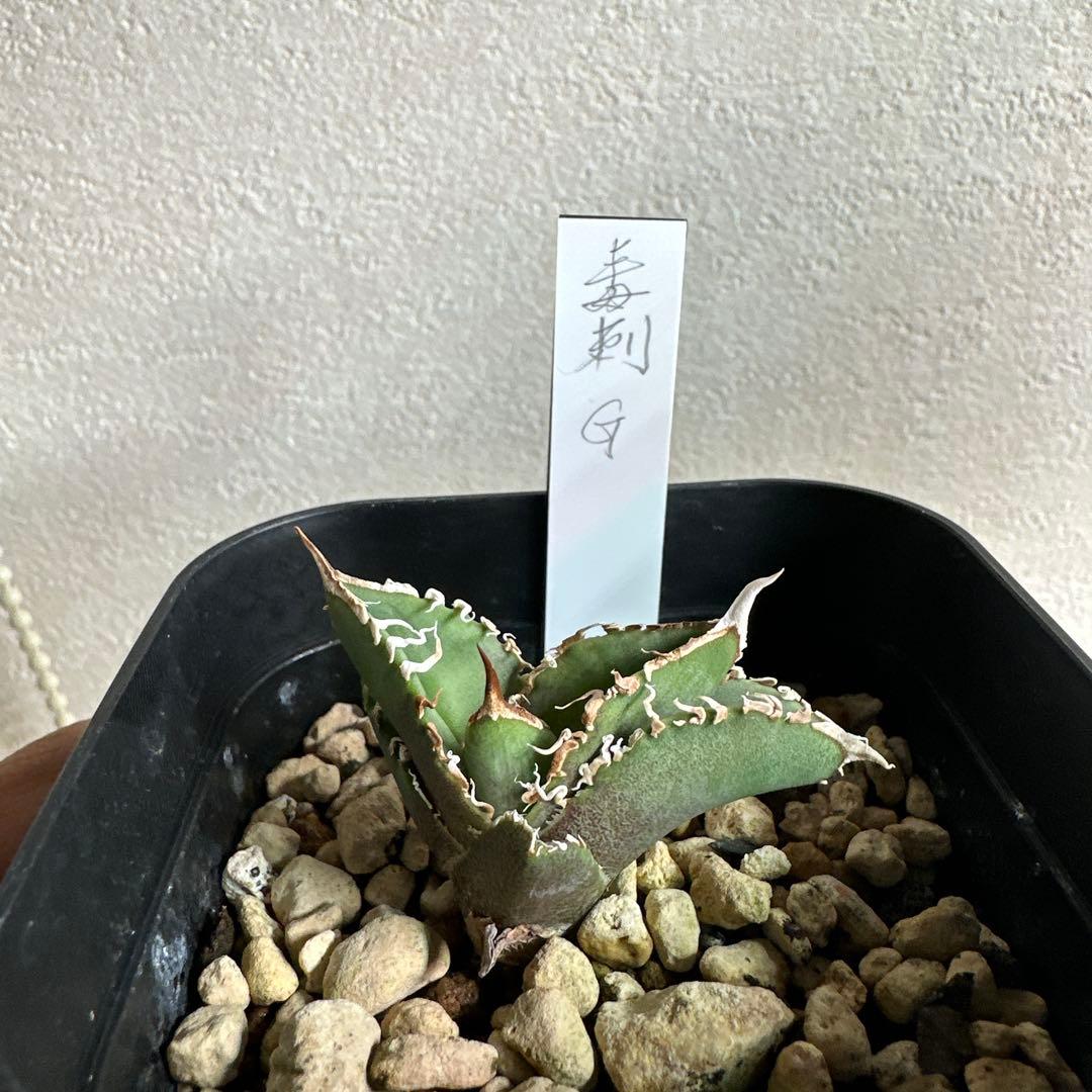 アガベ　チタノタ　毒刺G 子株　毒刺 アガベ チタノタ 毒刺GT/ 毒刺産 dgt-01 | アガベ専門店 モンスターハウス