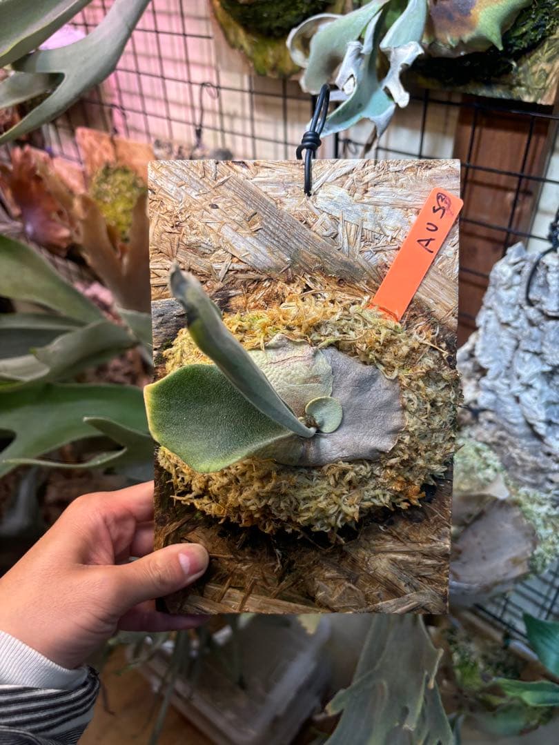 ビカクシダ ベイチー P.veitchii wild Australia③ - メルカリ