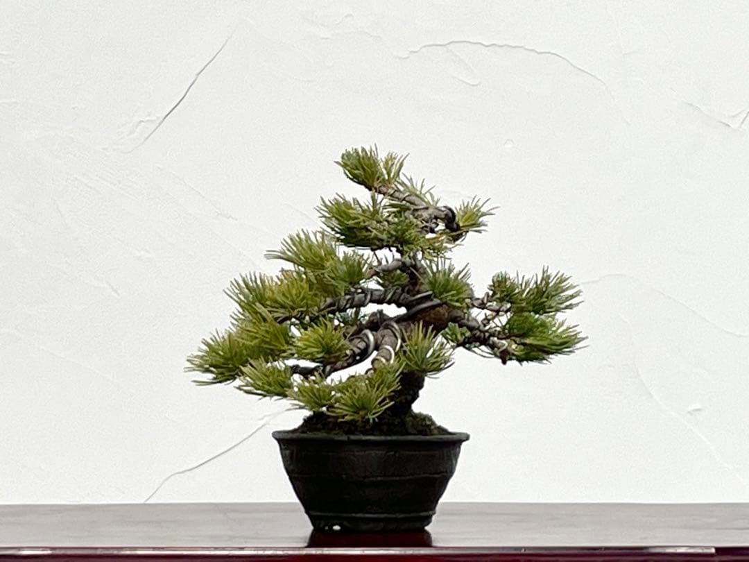 三河盆栽 石鎚五葉松 盆栽 イシヅチゴヨウマツ 十王堂 松泉 鉢 小品