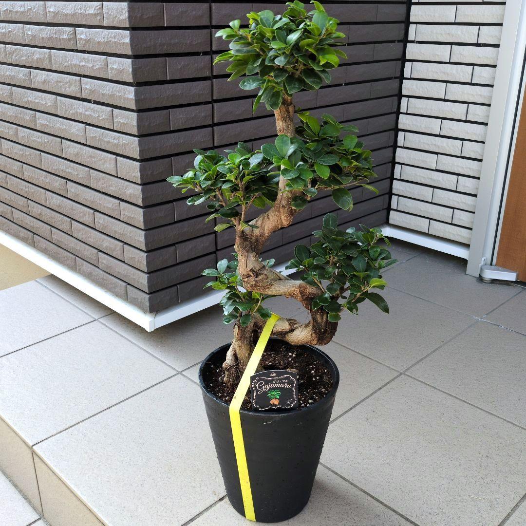 観葉植物 台湾ガジュマル 盆栽仕立て S字仕立て 接ぎ木 昇り龍 曲がり