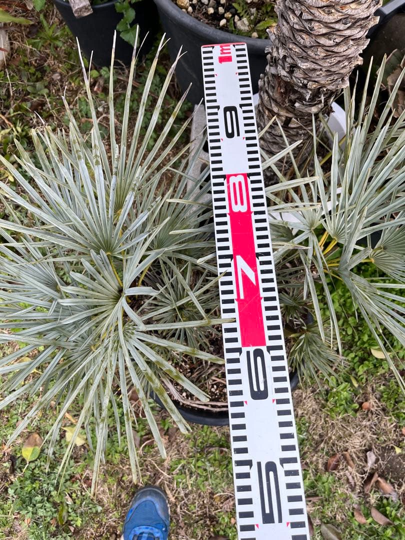 チャメロプスセリフェラ 白銀葉 大分頭株 観葉植物 特大 扇状葉 黒鉢