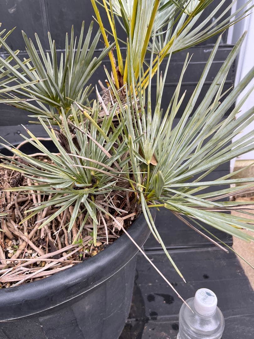 チャメロプスセリフェラ 白銀葉 大分頭株 観葉植物 特大 扇状葉 黒鉢