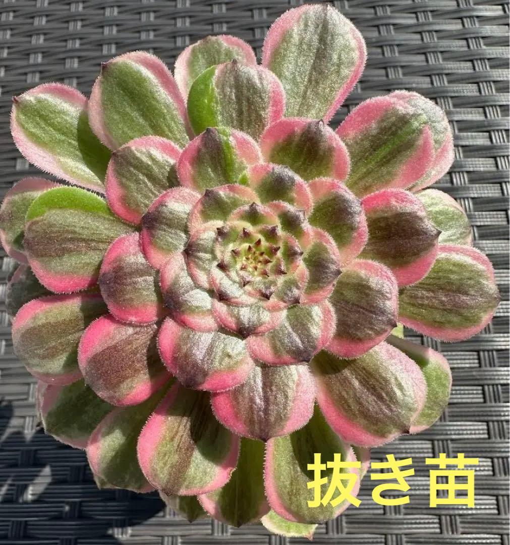 アエオニウム ピンクデイジー②⭐️お買い得 - メルカリ