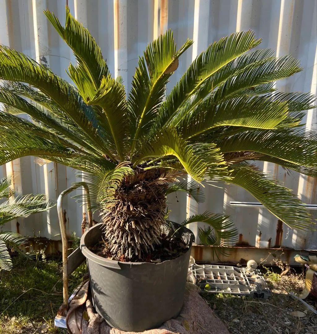 蘇鉄（ソテツ） ソテツ 蘇鉄 7号 シンボルツリー 鉢植え 庭木 植木 常緑樹 ベランダ