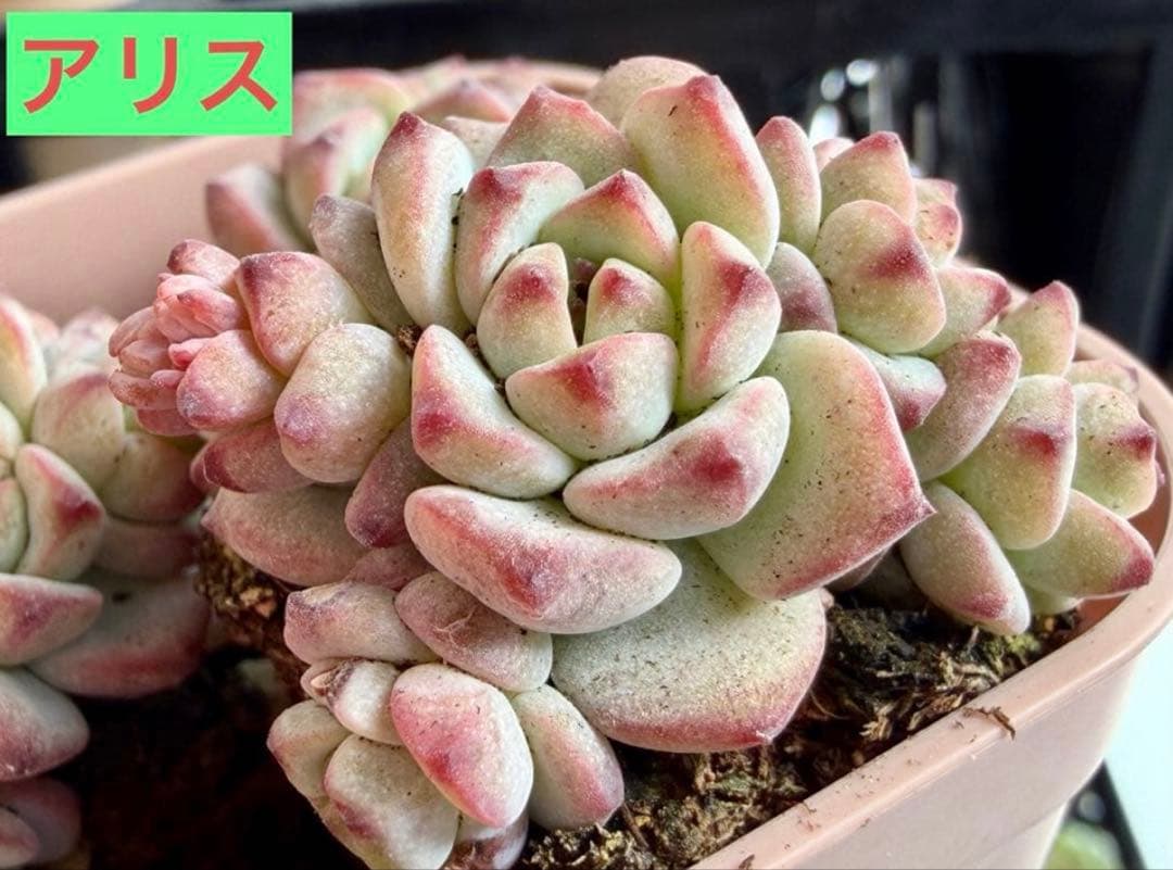 選べる！！プラグ苗(抜き苗) 多肉植物 ランダム発送 - メルカリ