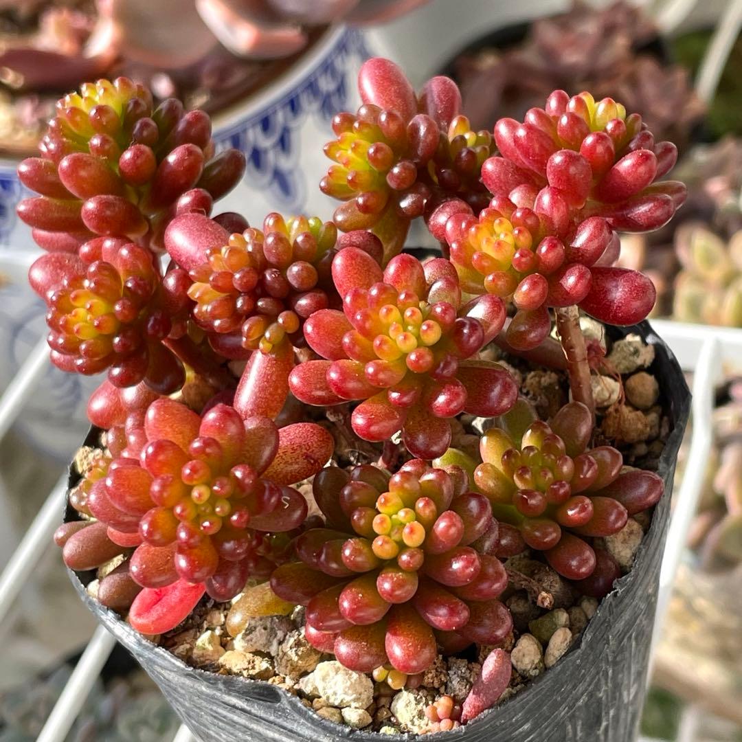 レッドベリー 抜き苗⑥ 鉢の中全部 多肉植物 セダム - メルカリ
