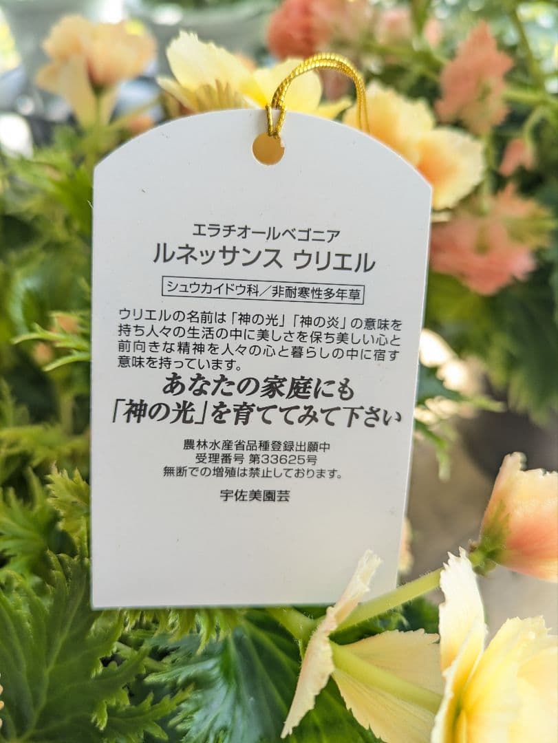 ♡kayo kami様♡
