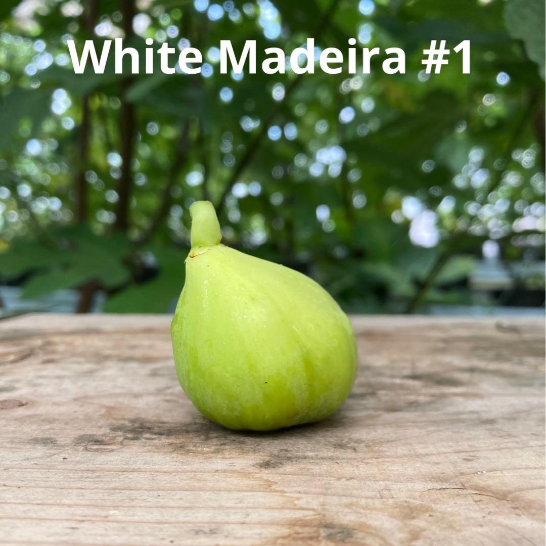 White Madeira #1 穂木 イチジク - メルカリ