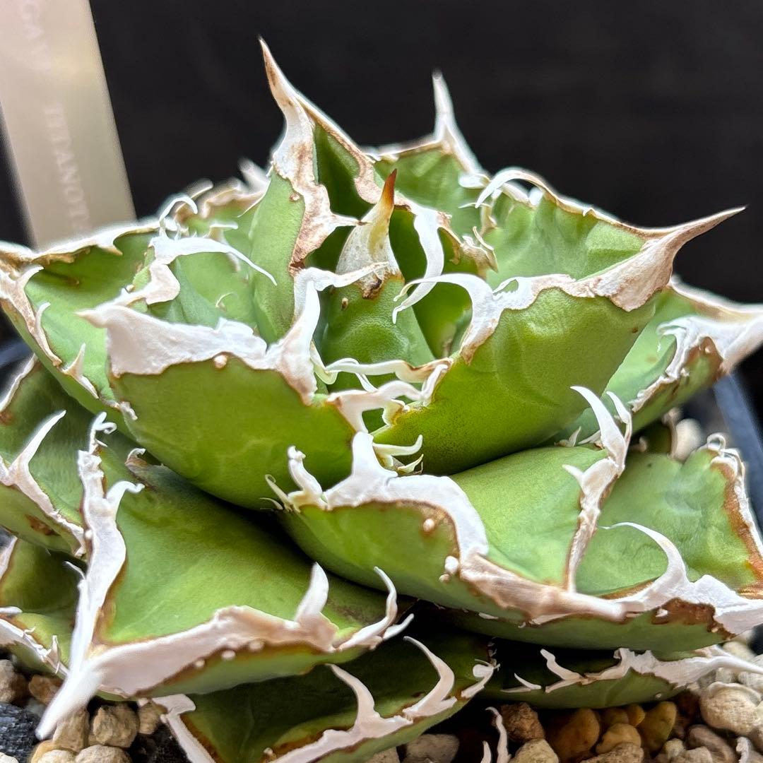 アガベ　チタノタ　流星　ブツブツ　中株 Yahoo!オークション - ②流星AGAVE TITANOTA ブツブツ アガベ チタノタ