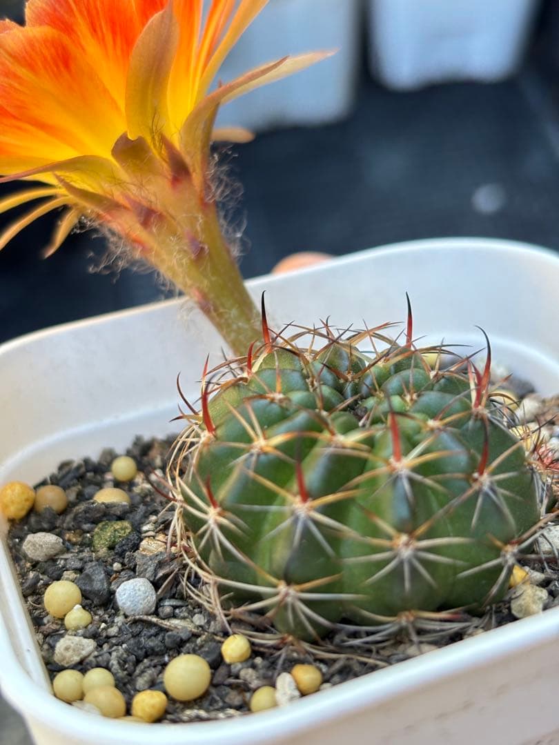 多肉植物 花サボテン ロビビア属 L-33 - メルカリ
