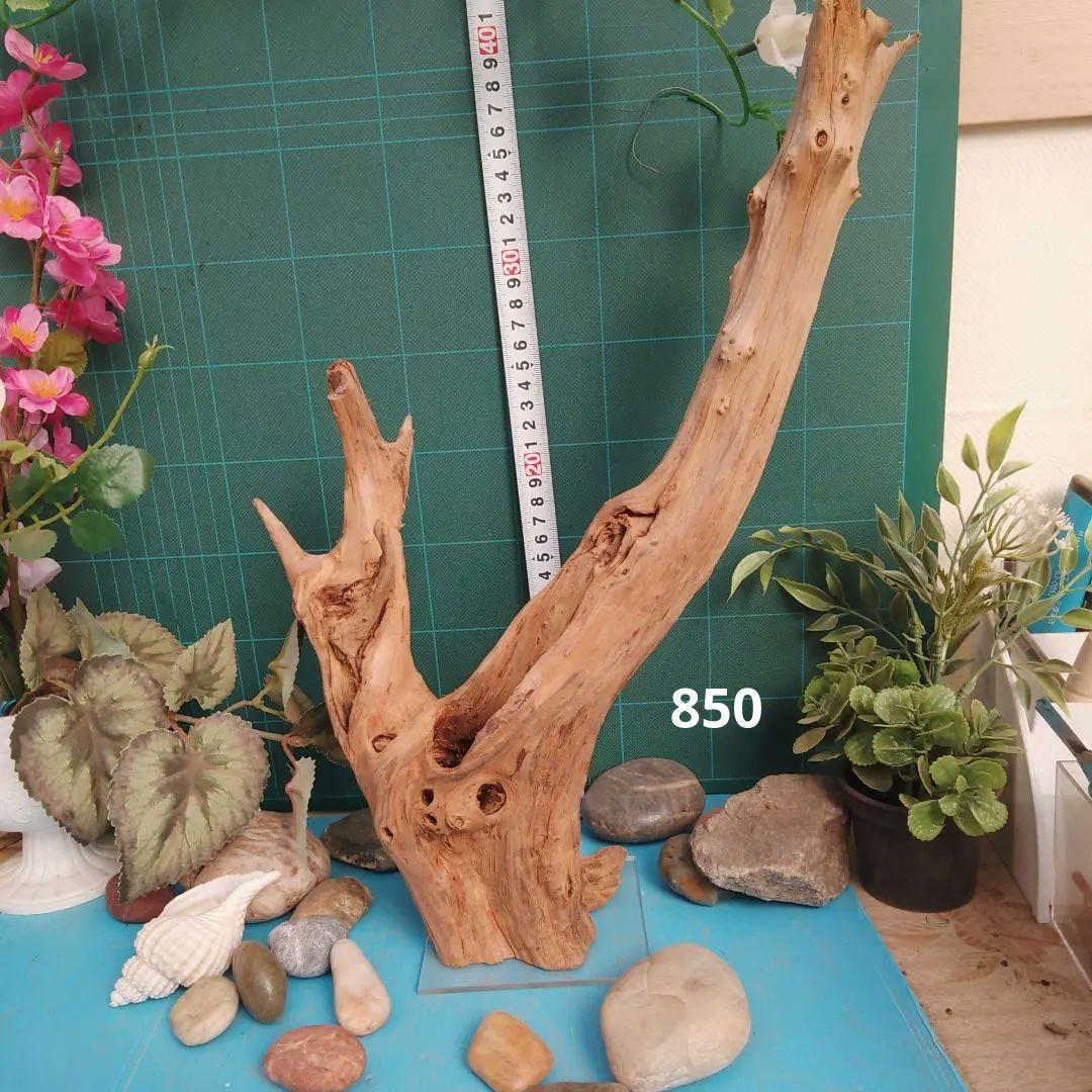850ホーンウッド灰汁抜き硬質流木 透明ベース付き 約40cm586g