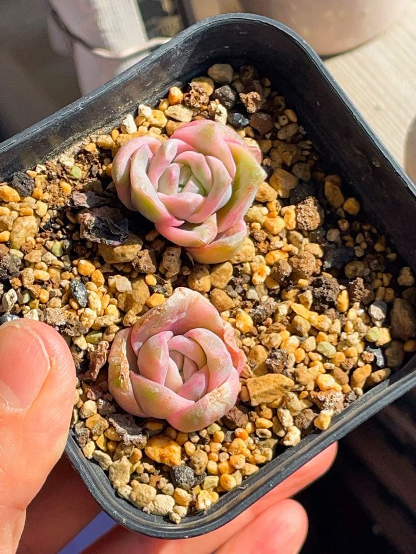 ラブリーローズ錦 単頭虹斑入り レア 多肉植物 エケベリア 超美斑入り