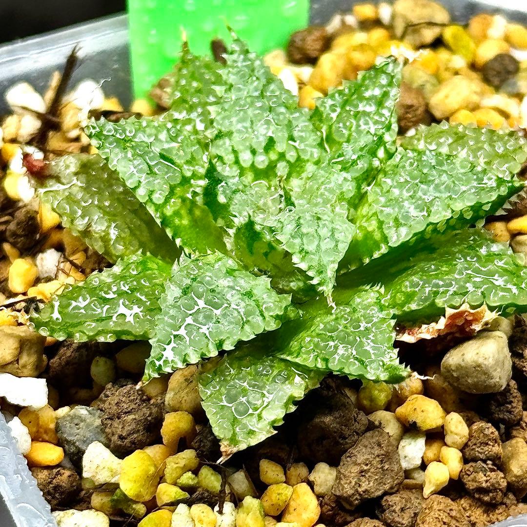 O*Z様 バブルコレクタ 超美株 ハオルチア 観葉植物 31 - メルカリ