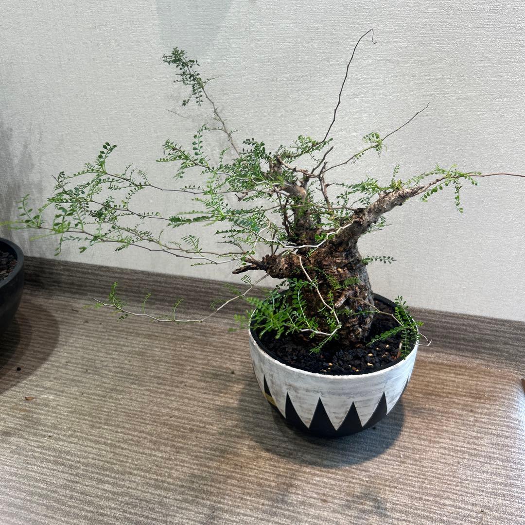 む*ぎ様 塊根植物 パキプス 塊根植物の王様」と称される人気種「オペルクリカリア・パキプス