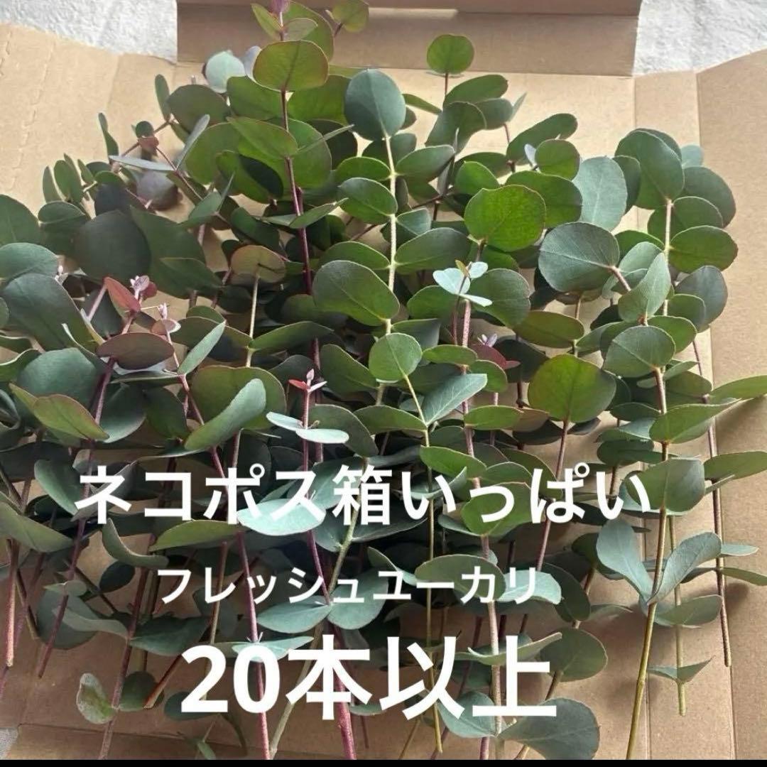 ⭐️ユーカリ フレッシュ⭐️購入後剪定 ネコポス箱いっぱい20〜30cm