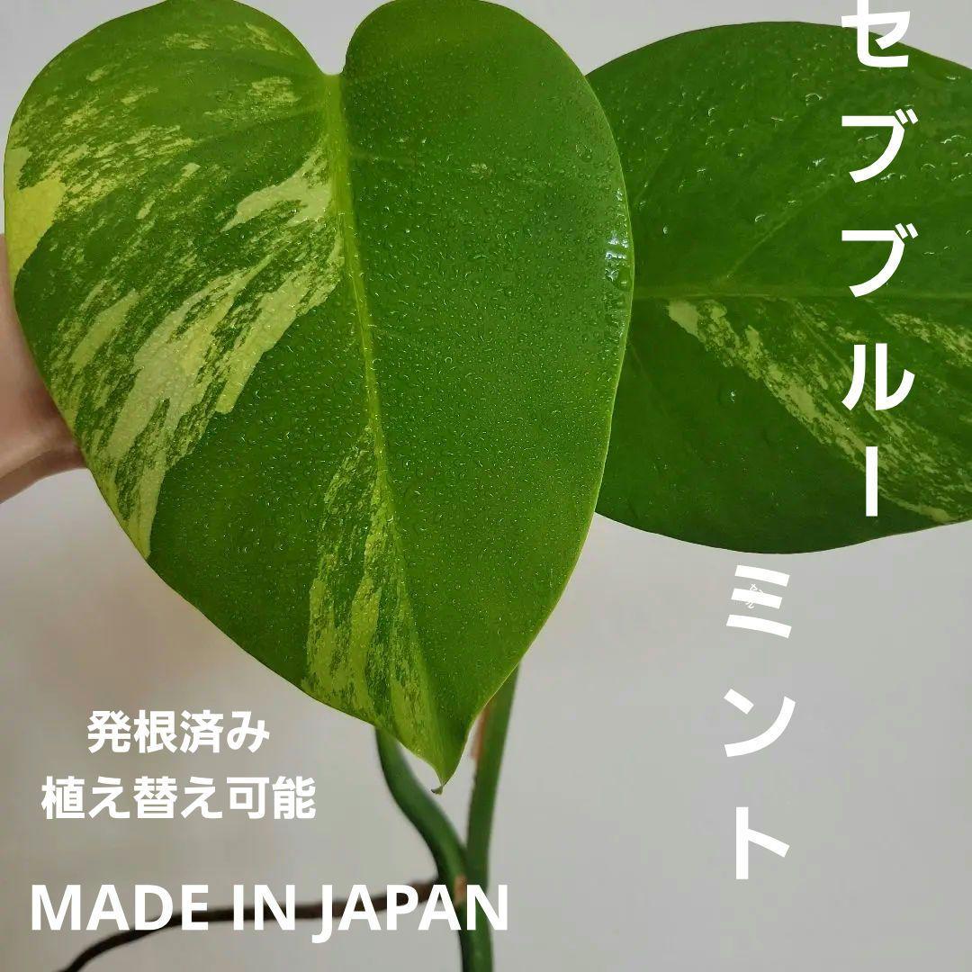 斑入りモンステラ☆超希少高級品最高セブブルーミントトップカット発根