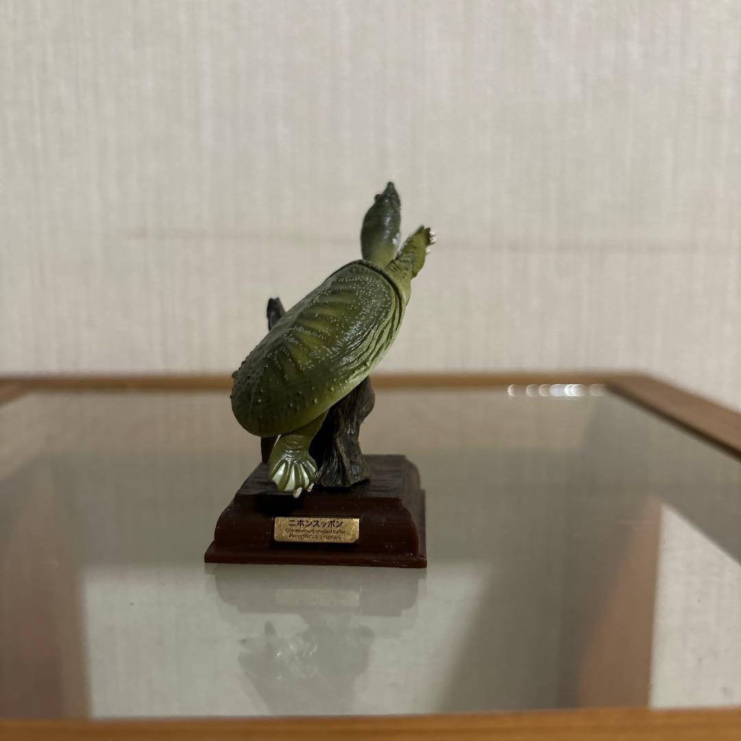 ネイチャーテクニカラー 日本のカメ ニホンスッポン - メルカリ