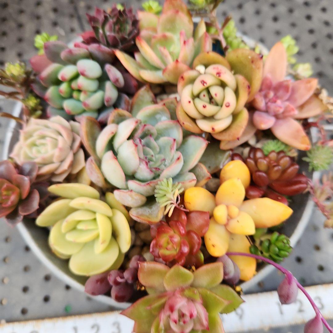 多肉植物 (カット苗)寄せ植えセット エケベリア センペル 韓国苗