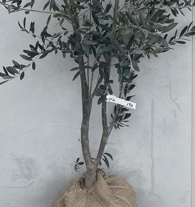 《現品》オリーブの木　シプレシーノ 樹高2.1ｍ（根鉢含まず）194【苗木/庭木
