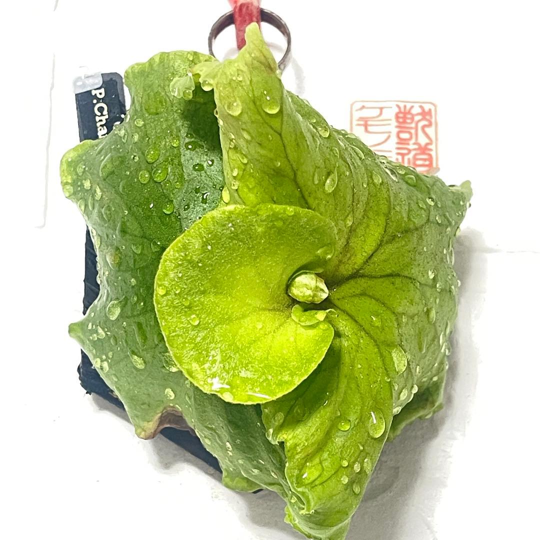 同梱割☆チャンタブーン Chanthaboon コロ白×リドレイ 胞子培養株②