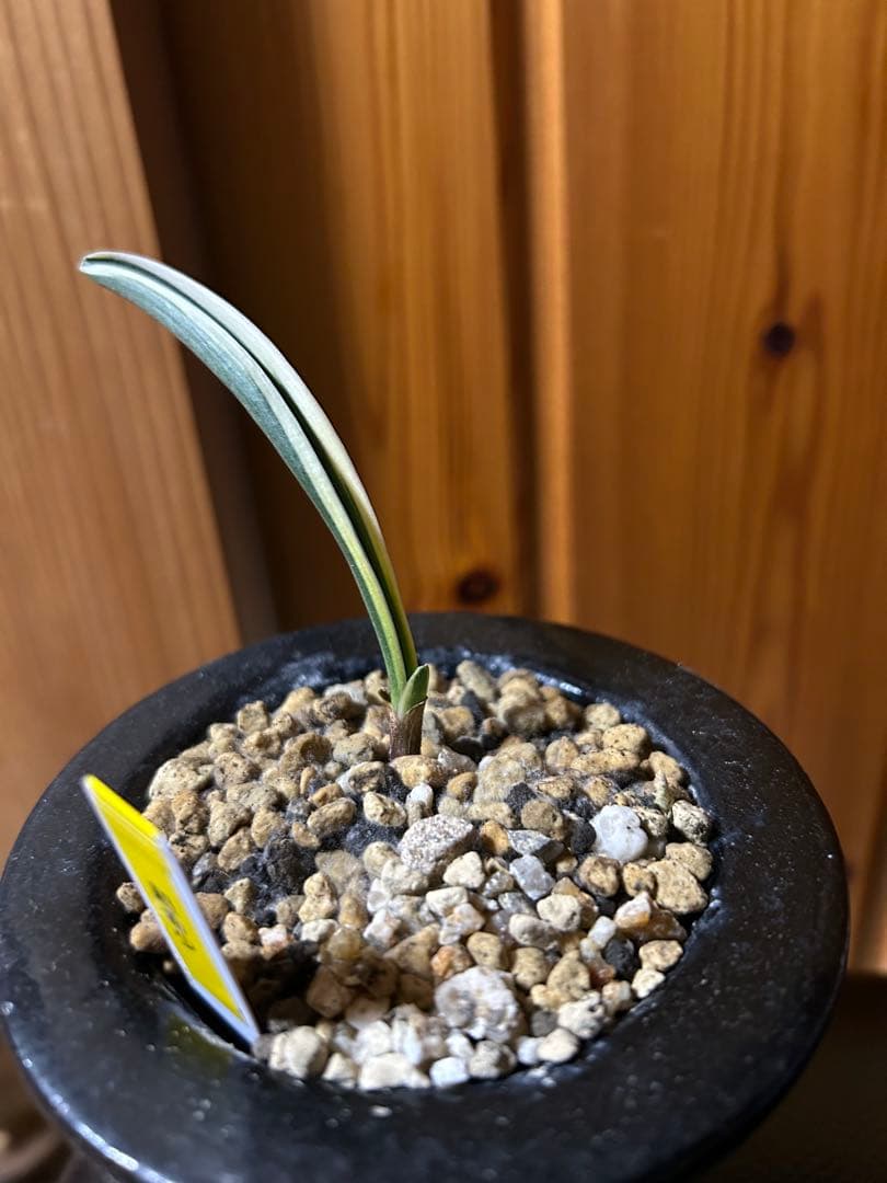 超希少 万年青 天錦章（てんきんしょう）これからの成長に期待