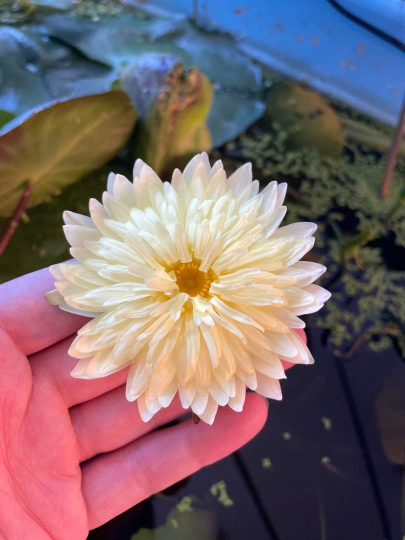 熱帯睡蓮　goldenfriendship バルブ 実生熱帯睡蓮 バルブ苗 写真は後ほど追加 - メルカリ