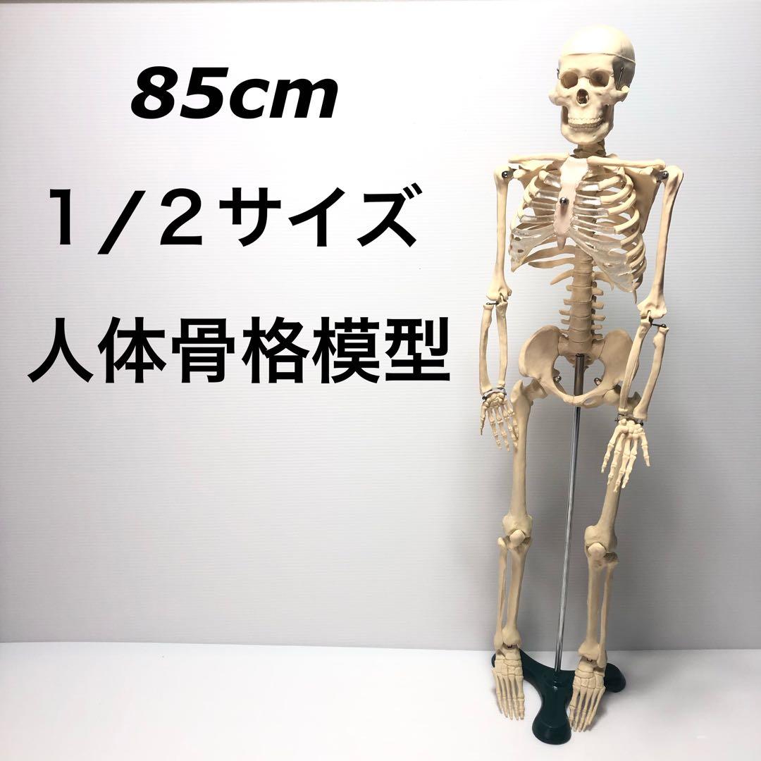 人骨標本 2分の1 85cm ガイコツ 模型 骸骨 人体模型 - メルカリ