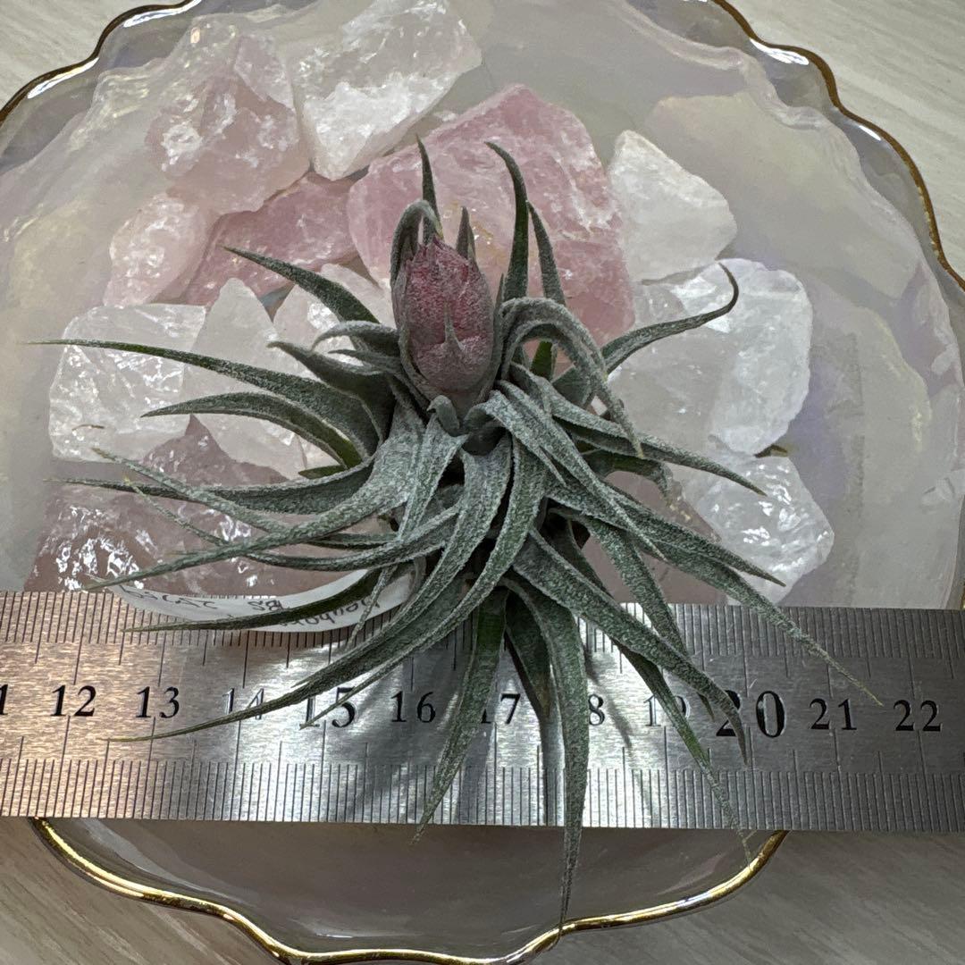 ブロメリア・エアープランツ Tillandsia heubergeri Tillandsia heubergeri 🌹 • I've been growing this since 2003. One