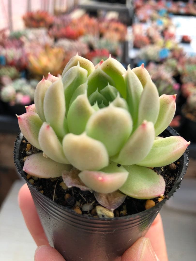多肉植物 5品種♡抜き苗セット - メルカリ