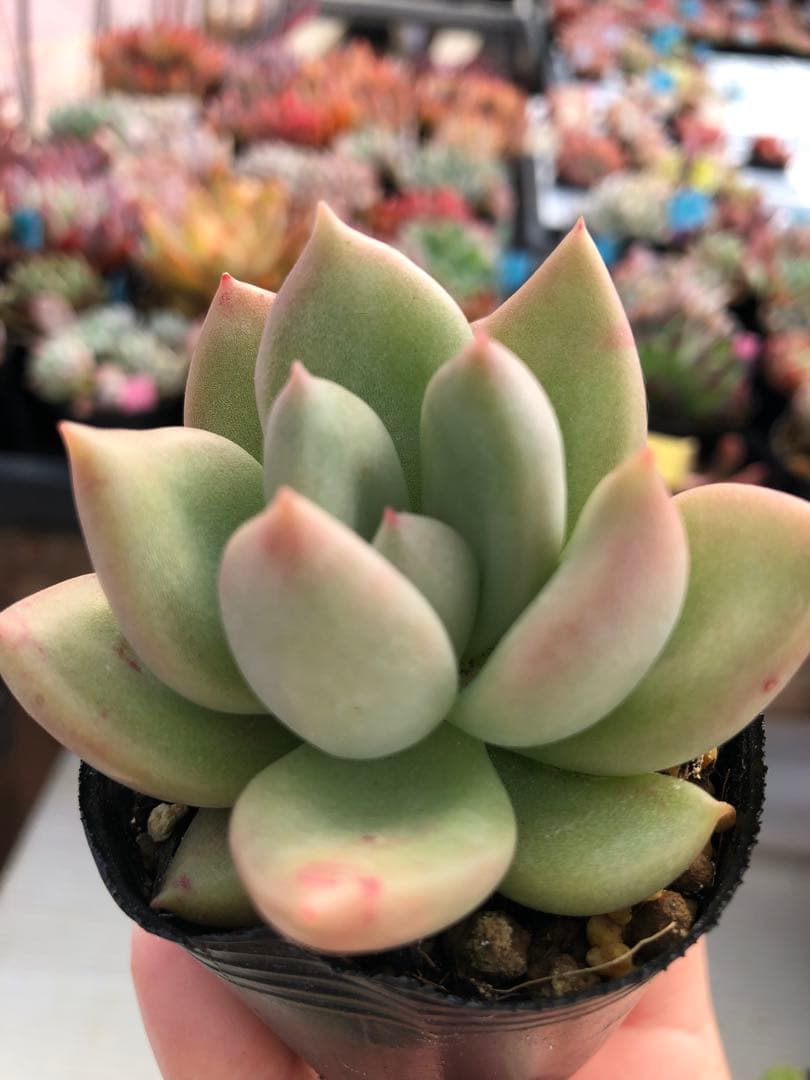 多肉植物 5品種♡抜き苗セット - メルカリ