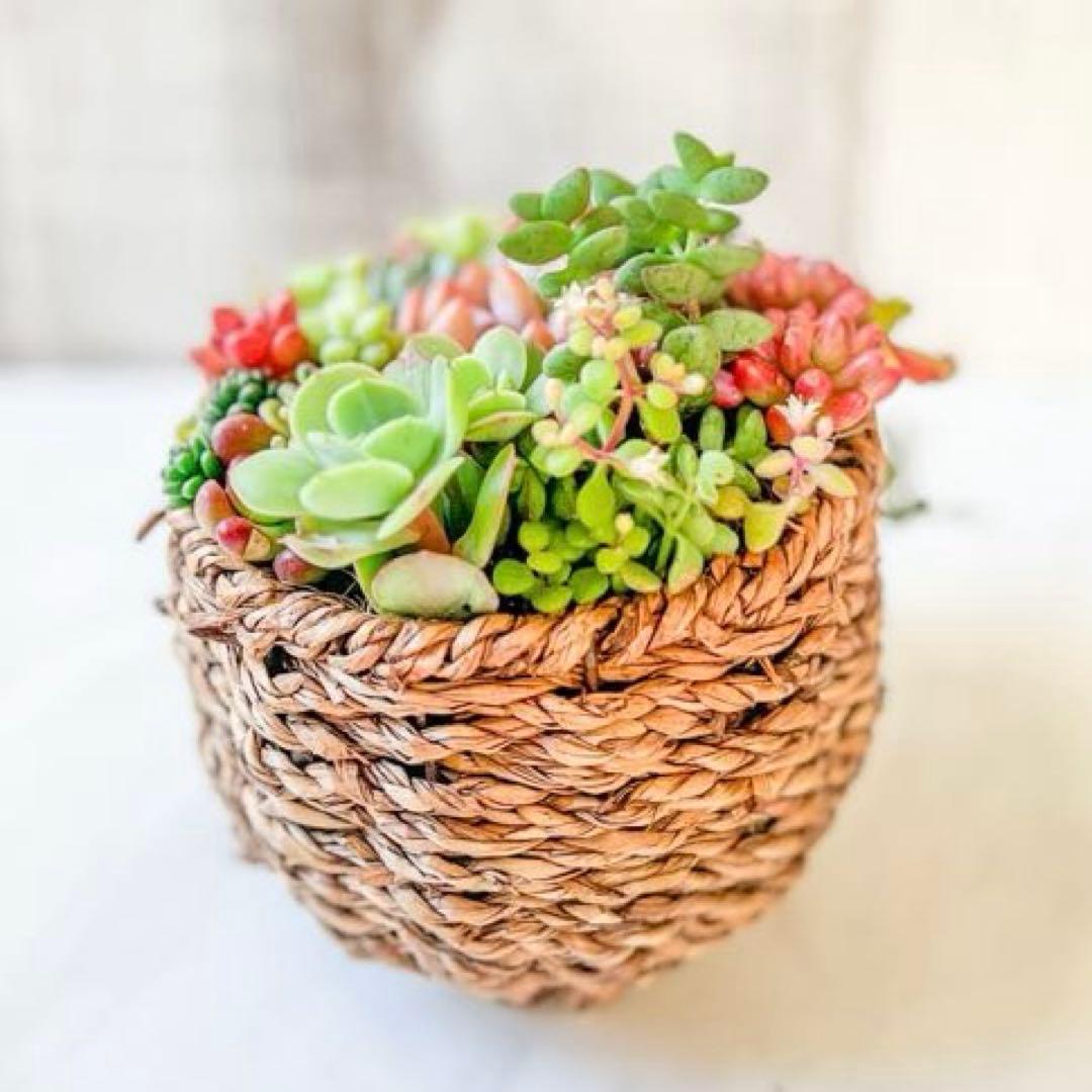 多肉植物 寄せ植えそのまま飾れる♪ナチュラルバスケット - メルカリ
