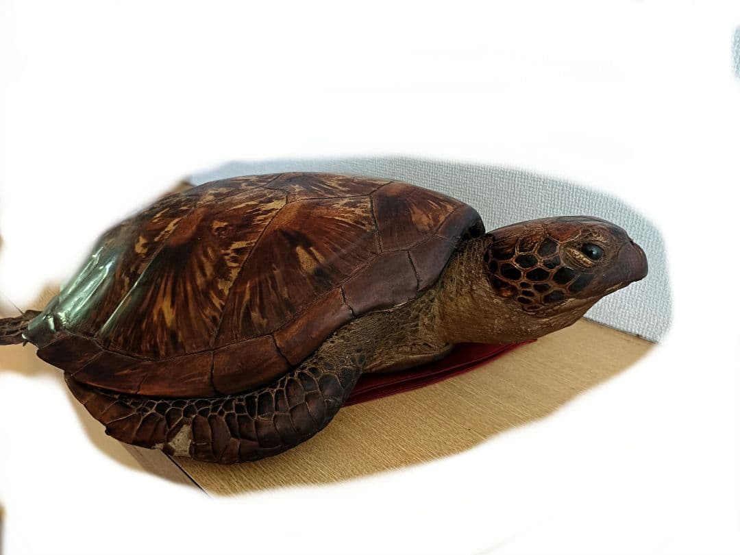 木製亀の置物 約65cm40cm 茶色金色 Amazon.co.jp: ZHIZHUO 亀の置物 カメ かわいい 置物 金の亀