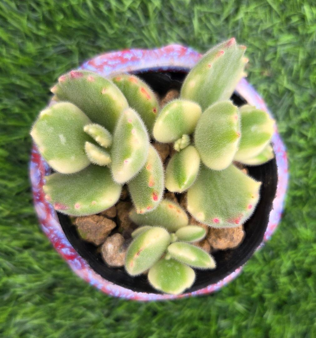 277.熊童子錦 白斑 抜き苗 多肉植物 - メルカリ