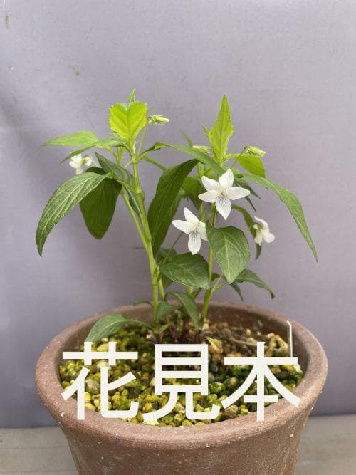 山野草 タデスミレ