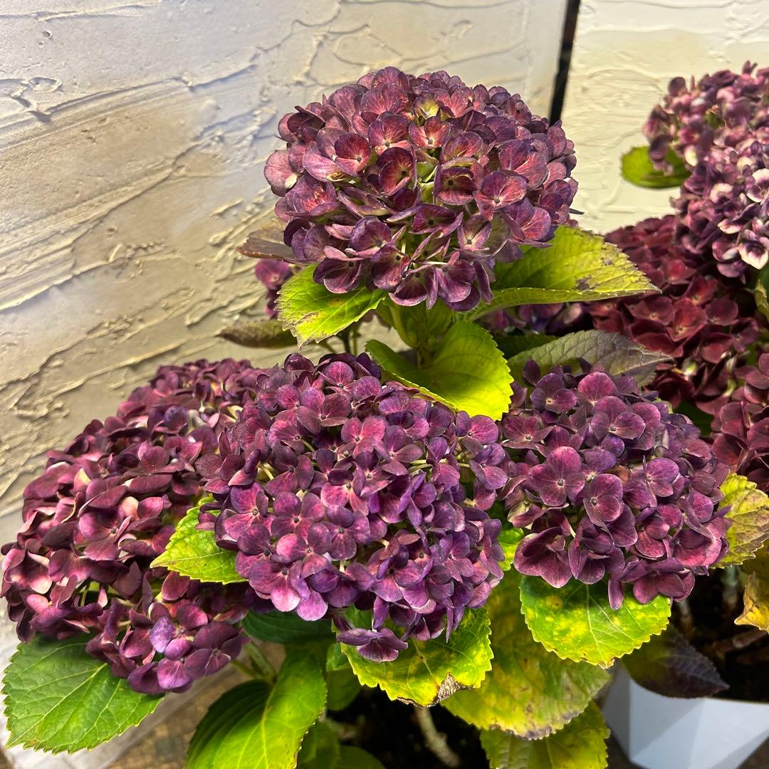 も*子様 アジサイ マジカルレボリューション 5寸1種4鉢 紫陽花 鉢花